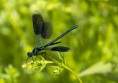 /album/macro/dsc-1222-jpg/