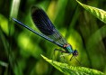 /album/macro/dsc-2720-jpg/