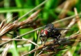 /album/macro/dsc-2754-jpg/