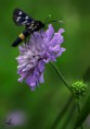 /album/macro/dsc-2815-jpg/