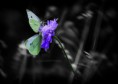 /album/macro/dsc-2823-jpg/