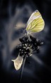 /album/macro/dsc-2837-jpg/