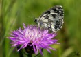 /album/macro/dsc-3071-jpg/