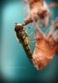 /album/macro/dsc-3274-jpg/