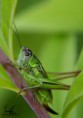 /album/macro/dsc-3443-jpg/