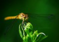 /album/macro/dsc-3495-jpg/
