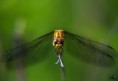 /album/macro/dsc-3500-jpg/