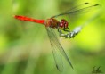 /album/macro/dsc-3636-jpg/