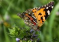 /album/macro/dsc-3744-jpg/