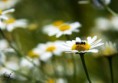 /album/macro/dsc-3774-jpg/
