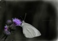 /album/macro/dsc-3792-jpg/