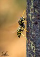 /album/macro/dsc-5159-jpg/