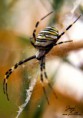 /album/macro/dsc-6592-jpg1/