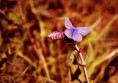 /album/macro/dsc-8629-jpg/