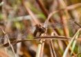 /album/macro/dsc-9220-jpg/