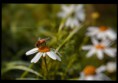 /album/macro/dsc-9236copy-jpg/